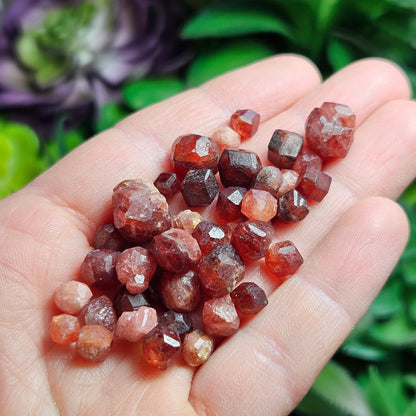 Strawberry Garnet