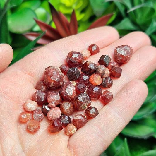 Strawberry Garnet