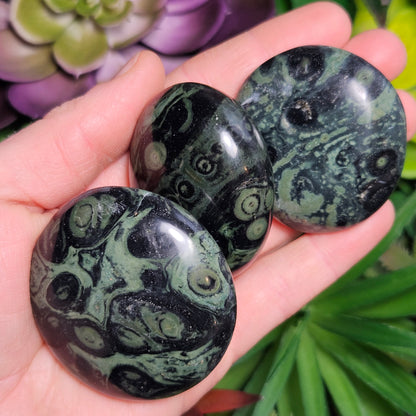 Kambaba Jasper Palm