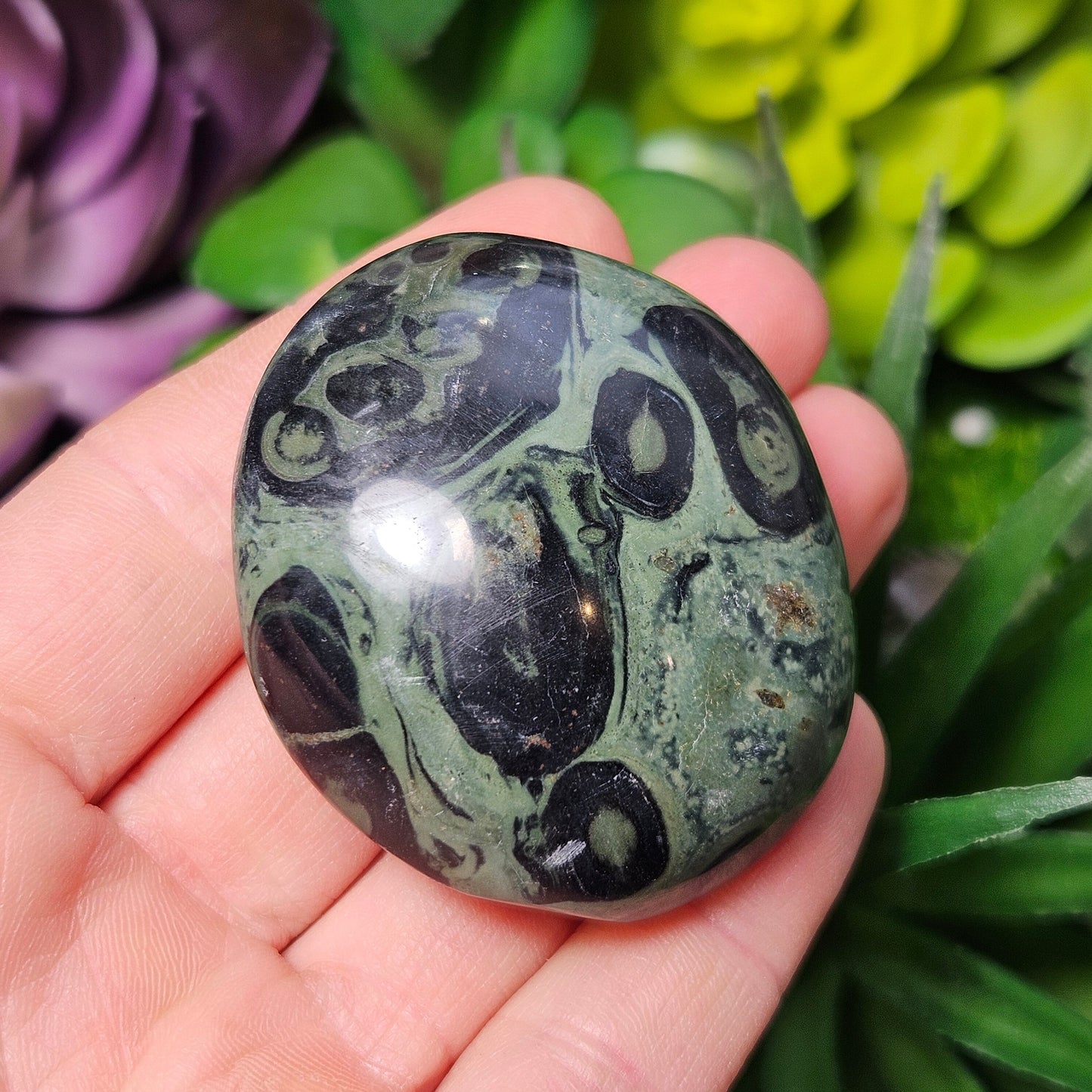 Kambaba Jasper Palm