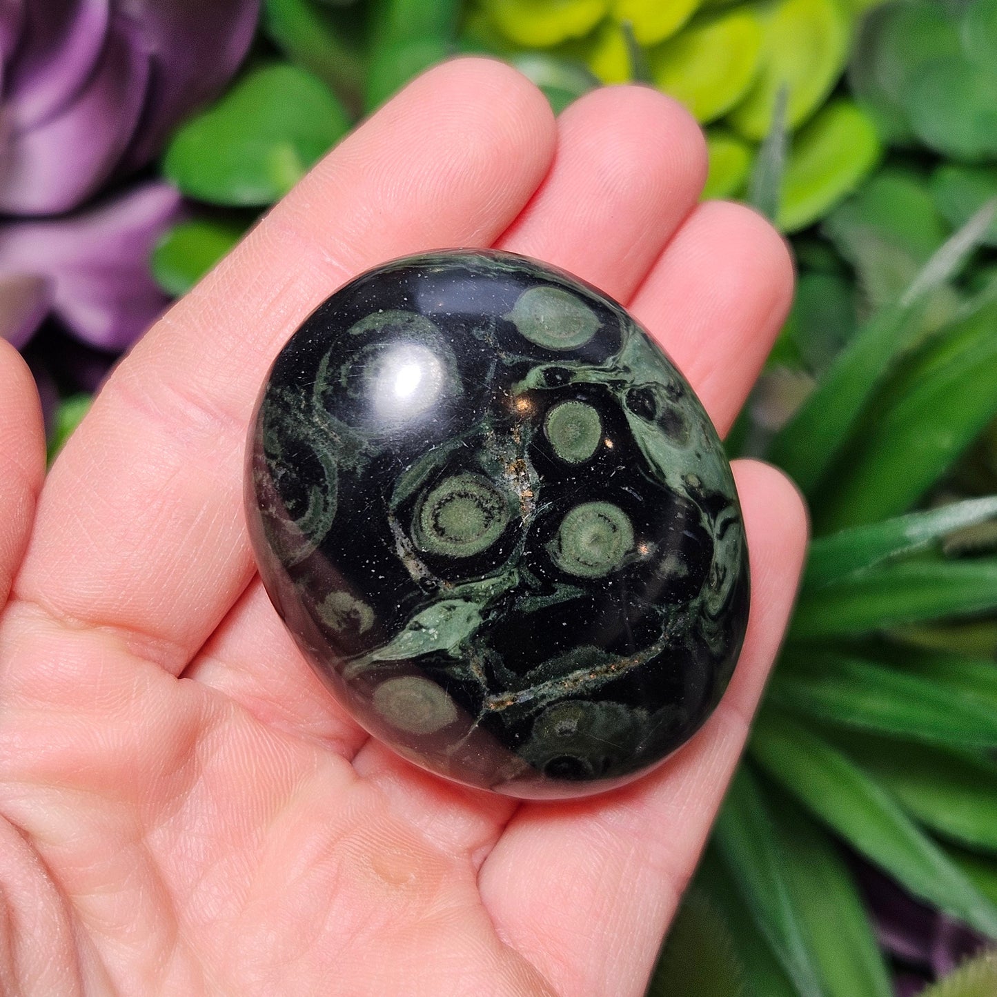 Kambaba Jasper Palm