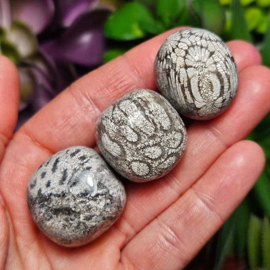 Black Fossil Coral