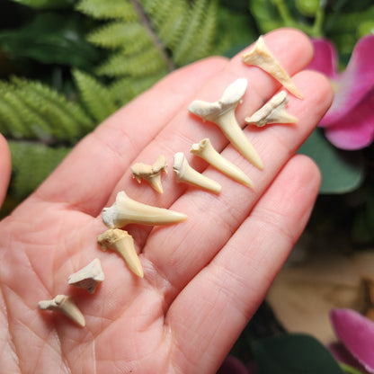 Fossilized Shark Tooth Specimen, Collectible Set of 10