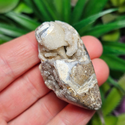 Druzy Shell Fossil