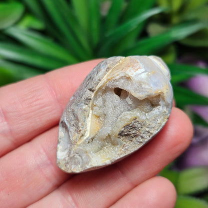 Druzy Shell Fossil