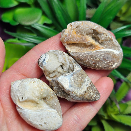 Druzy Shell Fossil