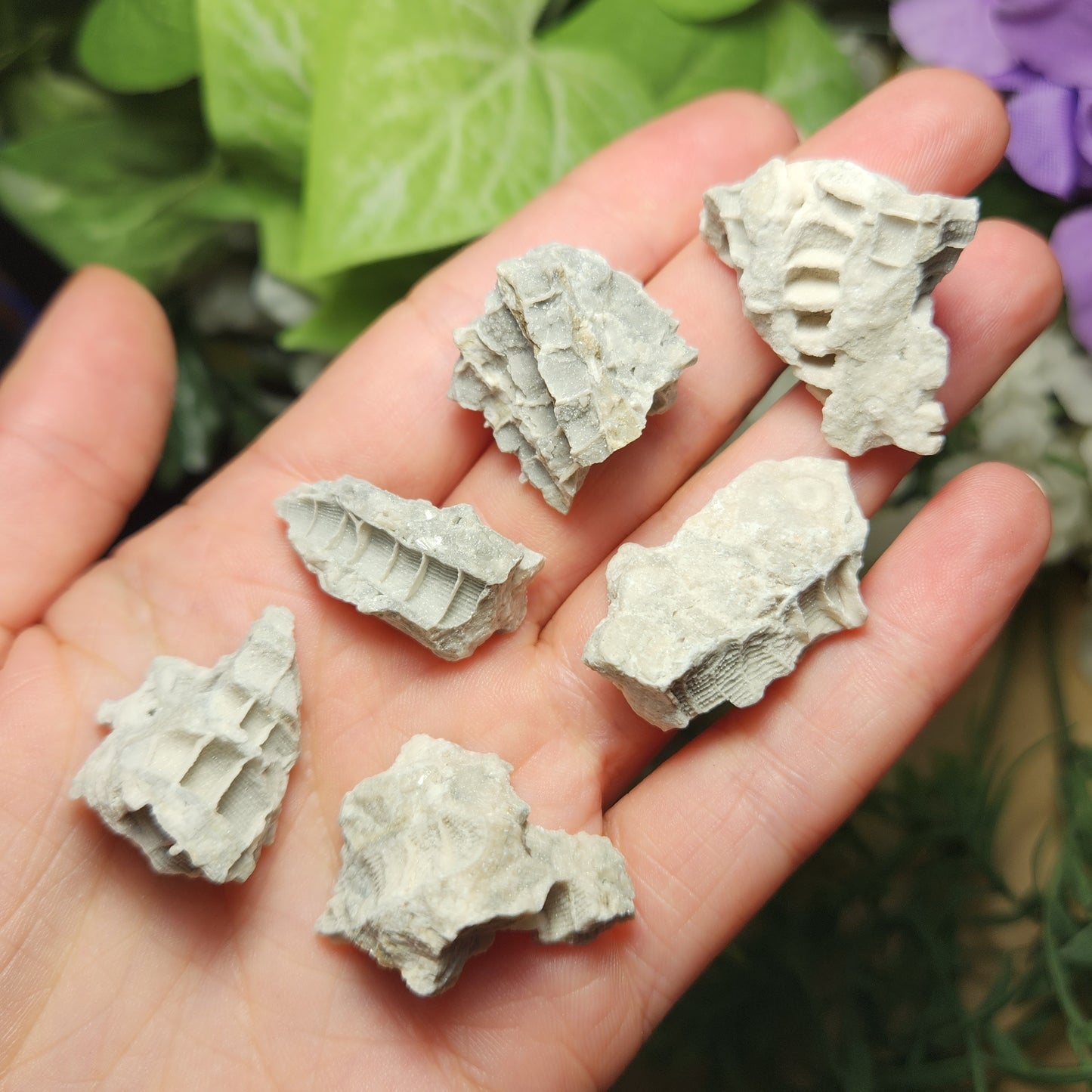 Fossilized Coral Specimen: Agatized Coral Stone from Ohio