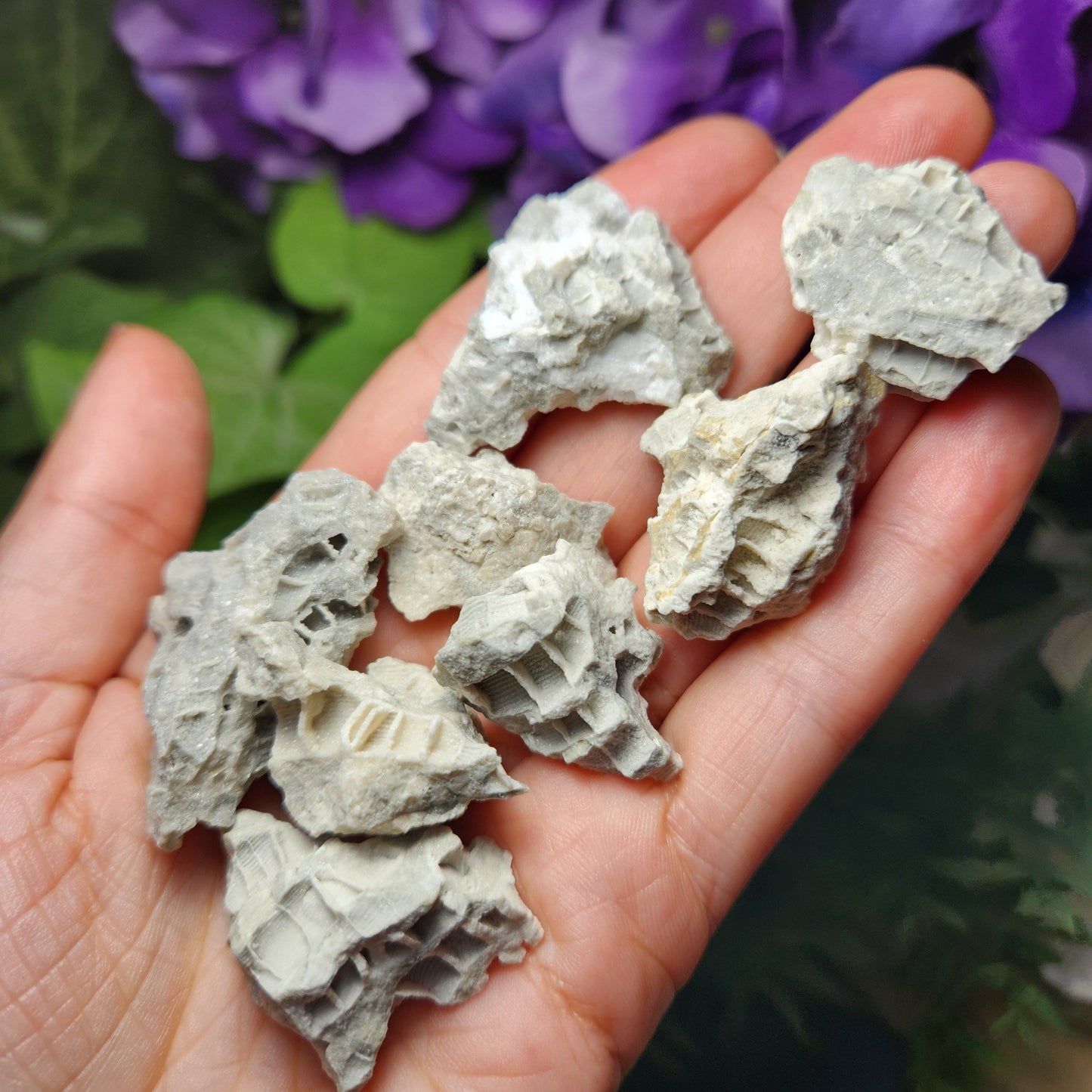 Fossilized Coral Specimen: Agatized Coral Stone from Ohio