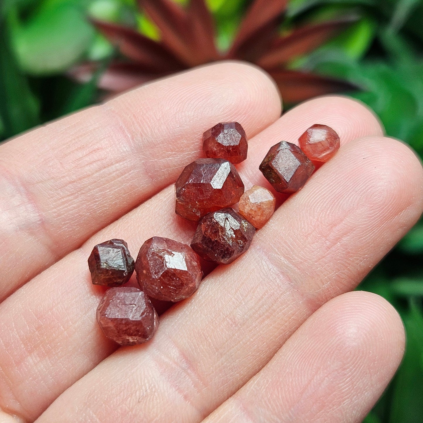Strawberry Garnet