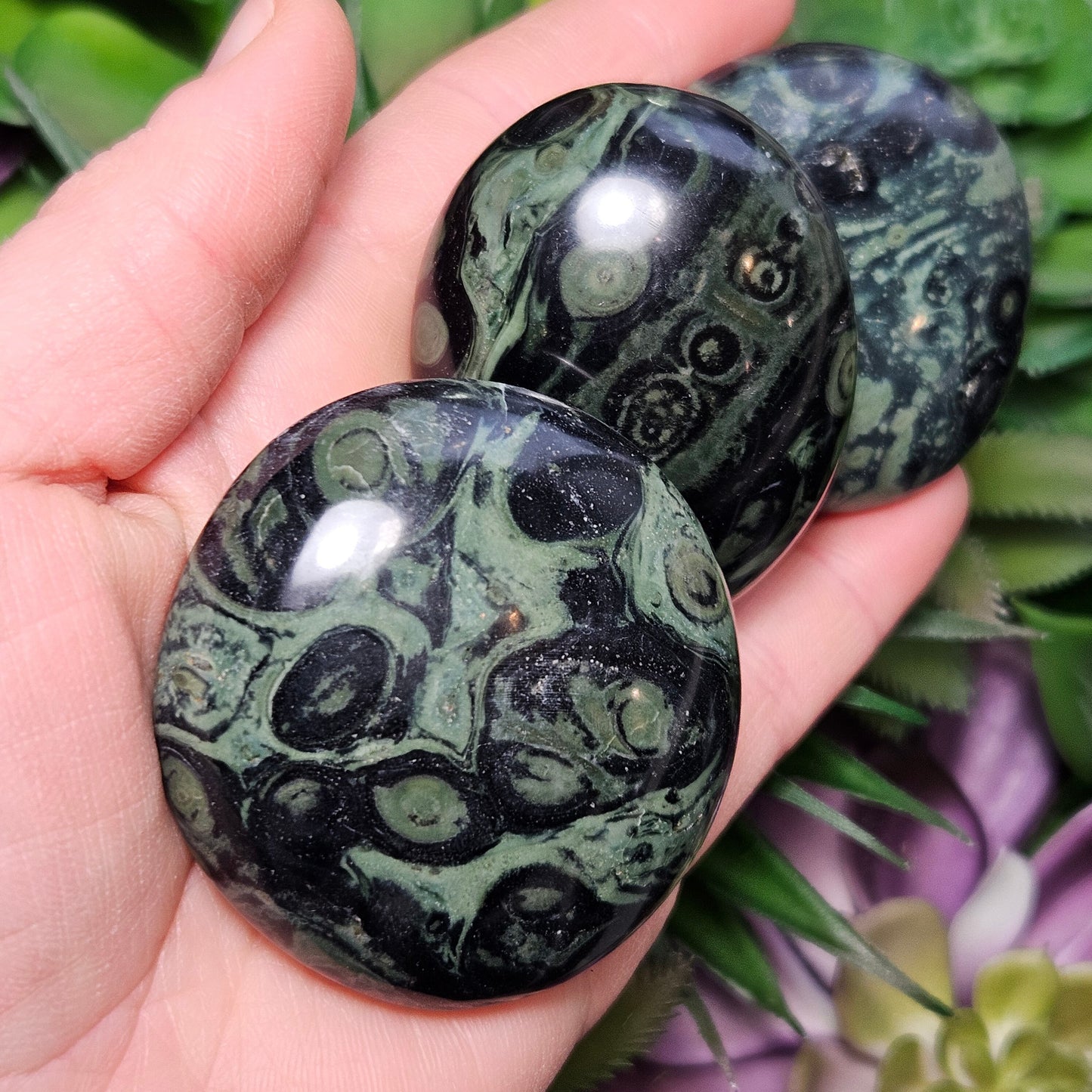 Kambaba Jasper Palm