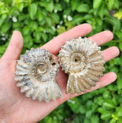 Ammonite Fossil
