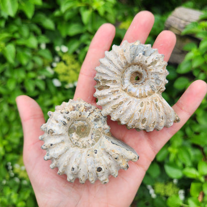 Ammonite Fossil