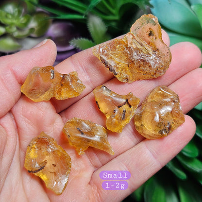 Amber with Insects
