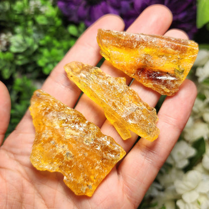 Amber with Insects