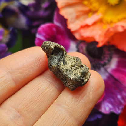 Darwinite Tektite