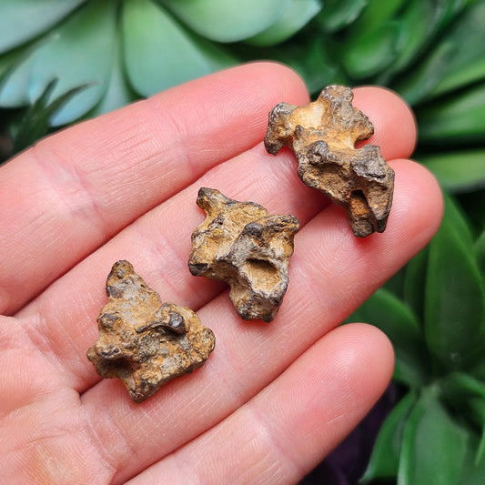 XL Pallasite Meteorite