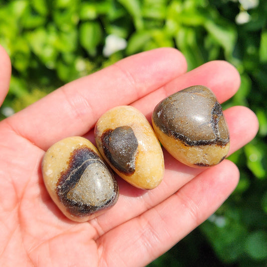 Septarian Stone