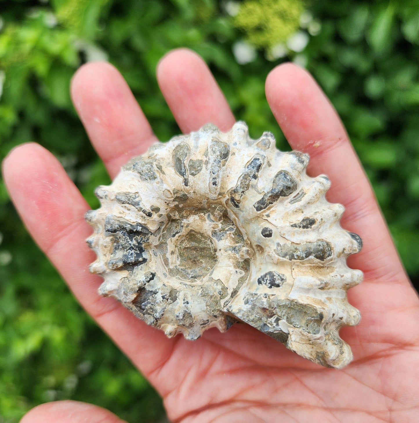 Ammonite Fossil