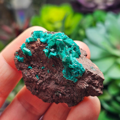 Dioptase Crystal Specimen 15.48g, Raw Congo Dioptase Stone
