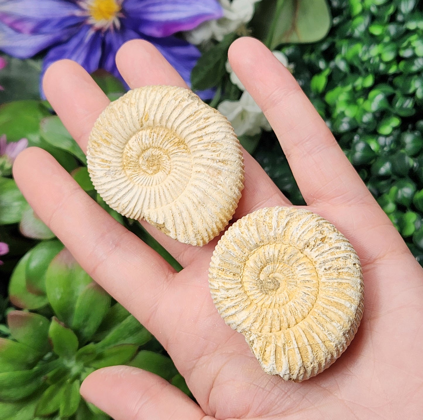 Ammonite Fossil