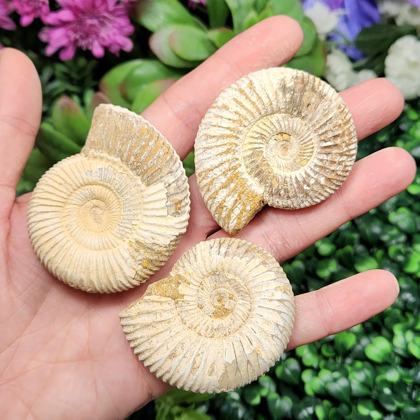 Ammonite Fossil