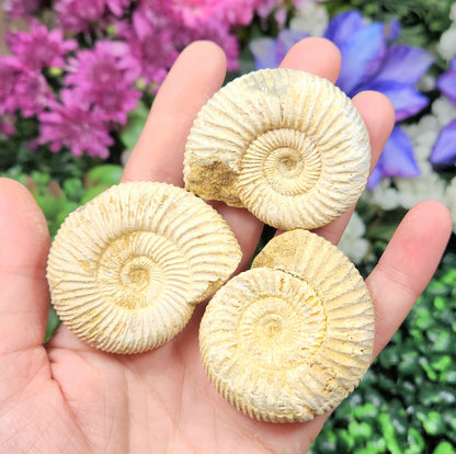 Ammonite Fossil