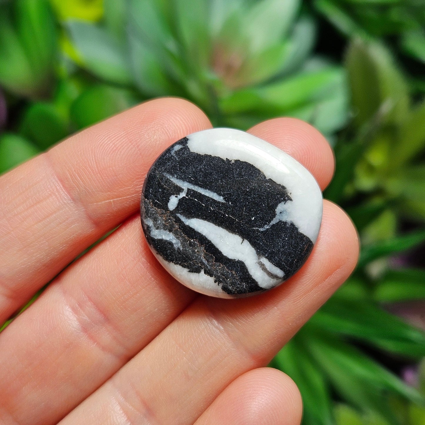 Zebra Jasper
