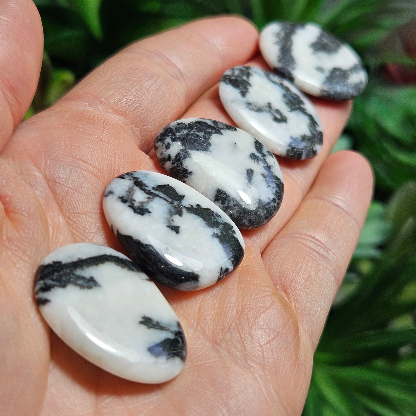 Zebra Jasper