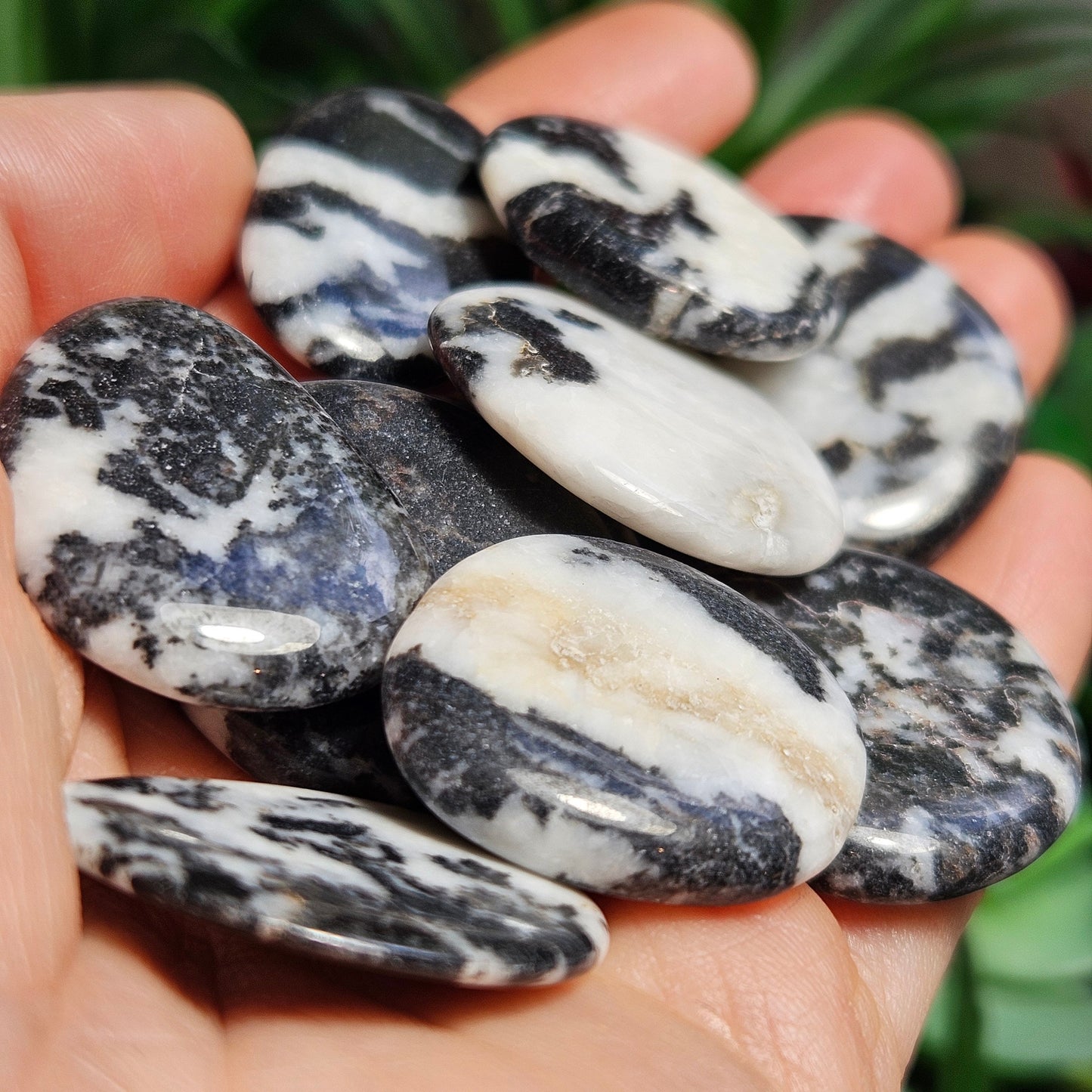 Zebra Jasper
