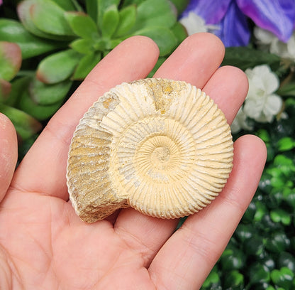 Ammonite Fossil
