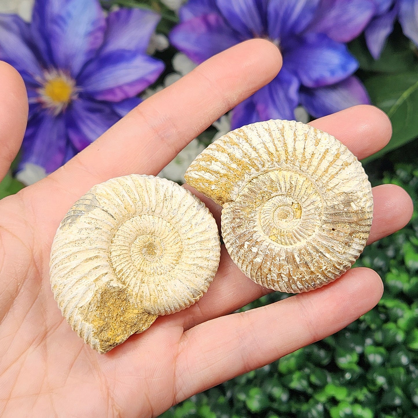 Ammonite Fossil