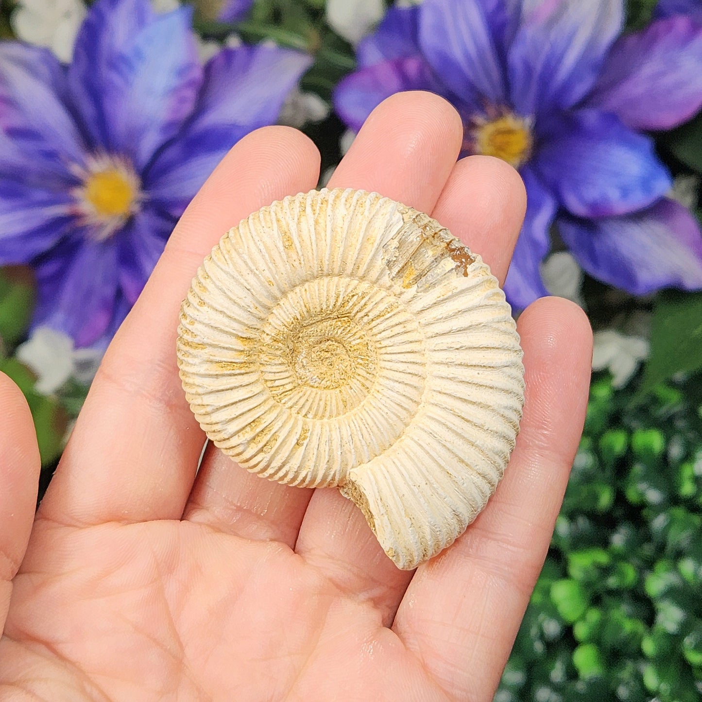 Ammonite Fossil