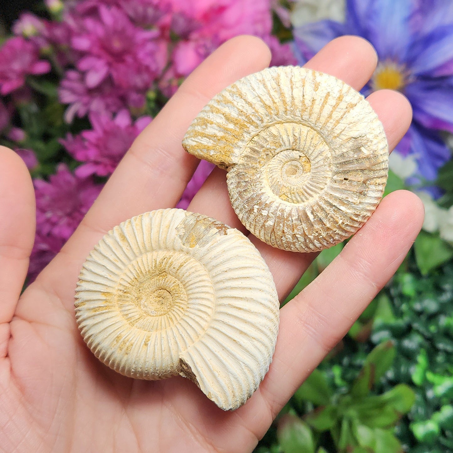 Ammonite Fossil