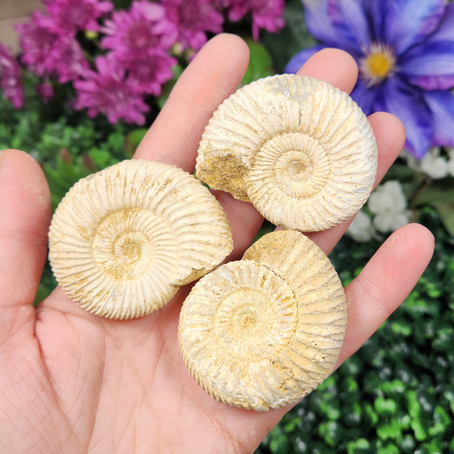 Ammonite Fossil