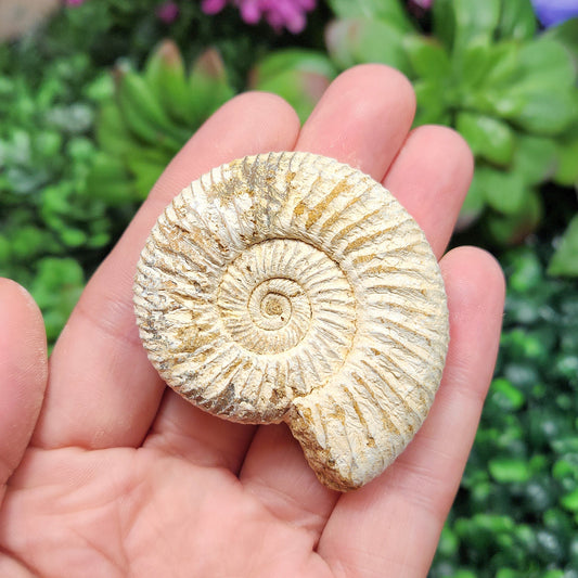 Ammonite Fossil