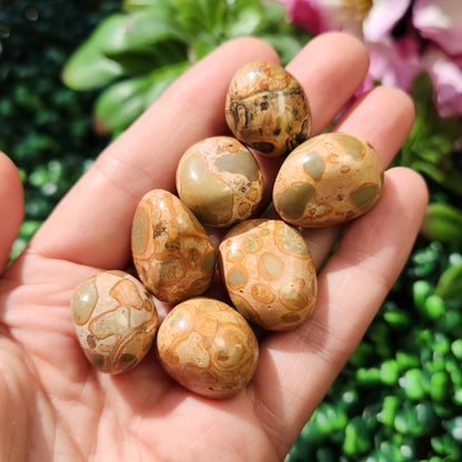 Leopardite Jasper