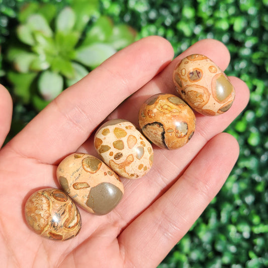Leopardite Jasper