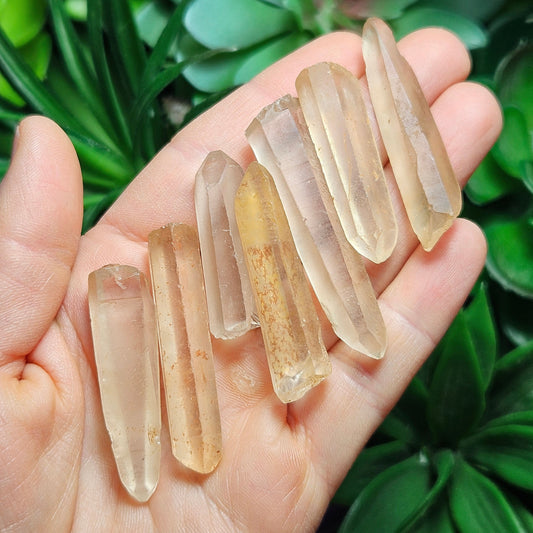 Frosted Golden Lemurian