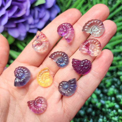 Rainbow Fluorite Spiral Seashell