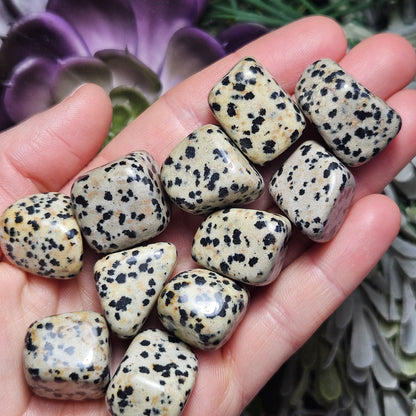 Dalmatian Jasper Stone