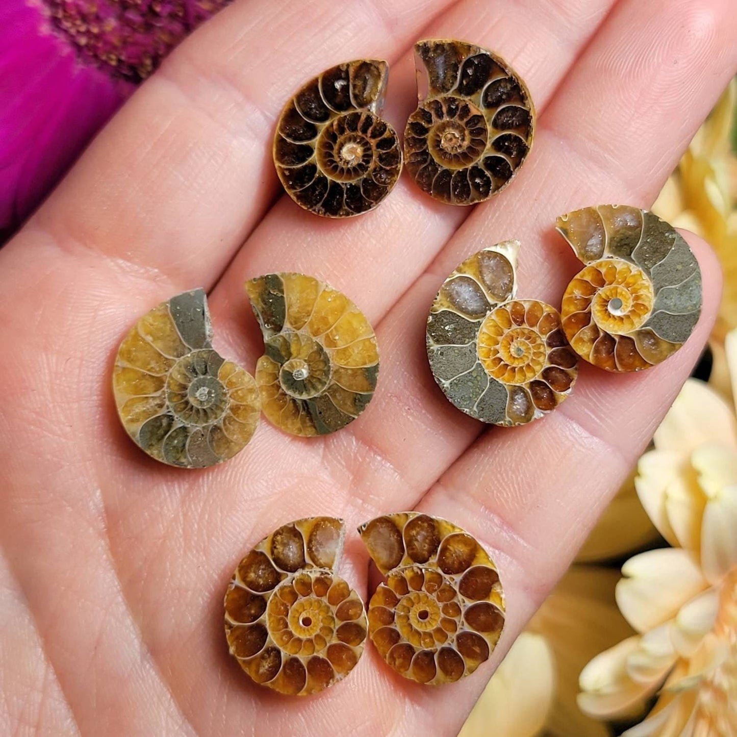 Ammonite Pair