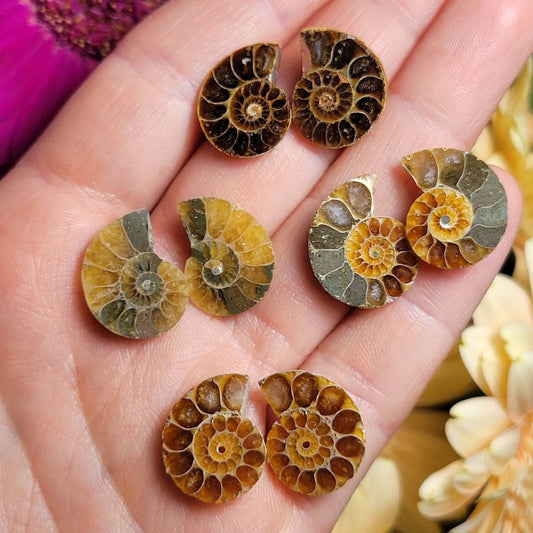 Ammonite Pair