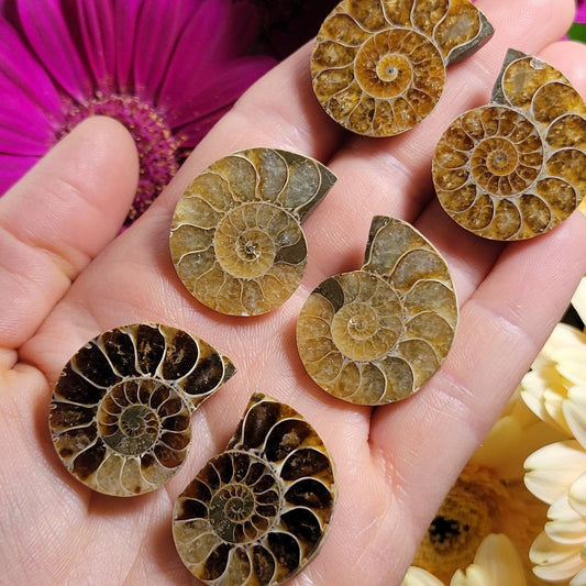 Ammonite Pair