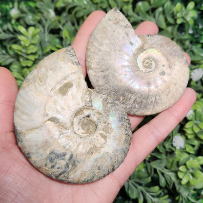 Ammonite Fossil