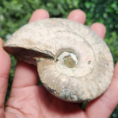 Ammonite Fossil