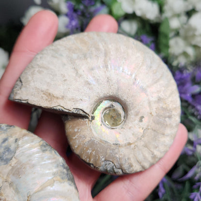 Ammonite Fossil