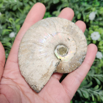 Ammonite Fossil
