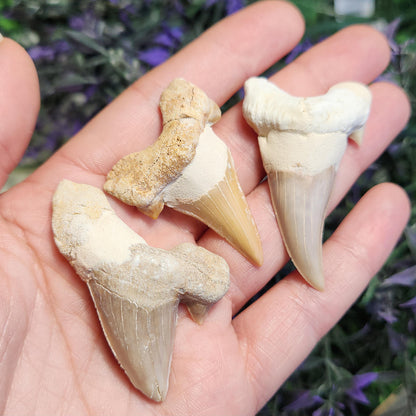 Shark Tooth