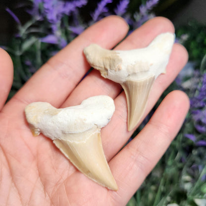 Shark Tooth
