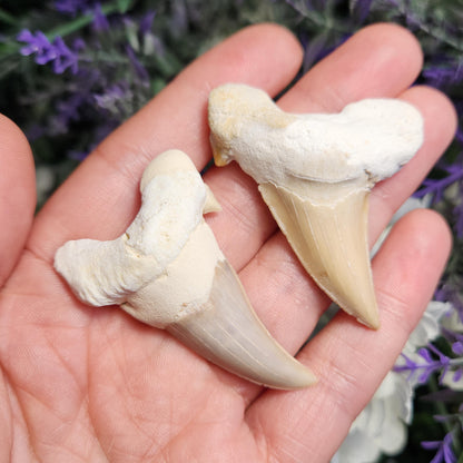 Shark Tooth